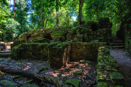 Trees growing on top of ancient Mayan ruins in Palenque, Mexicoの写真素材