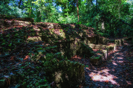 Trees growing on top of ancient Mayan ruins in Palenque, Mexicoの写真素材