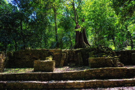 Trees growing on top of ancient Mayan ruins in Palenque, Mexicoの写真素材
