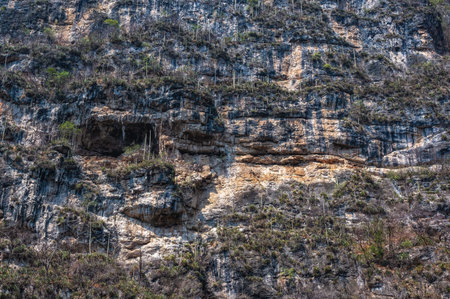 Cactus wall  on the cliff in Sumidero Canyon - Chiapas, Mexicoの写真素材