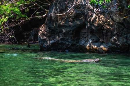 Crocodylus acutus, American Crocodile in Sumidero Canyon, Tuxtla Gutierrez, Mexicoの写真素材