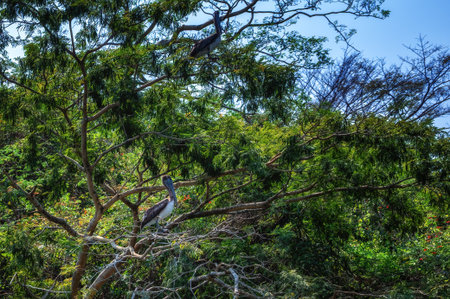 Brown pelicans (Pelecanus occidentalis) perched in tree in the Sumidero Canyon National Park near Chiapa de Corzo, Chiapas, southern Mexicoの写真素材