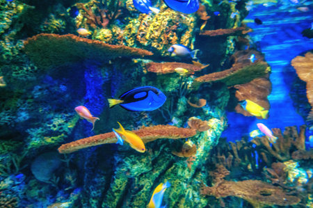 Paracanthurus hepatus, Blue tang in Coral reef aquarium, Shanghai