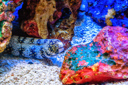 Snowflake Moray Eel Feeding on a Tropical Coral Reef