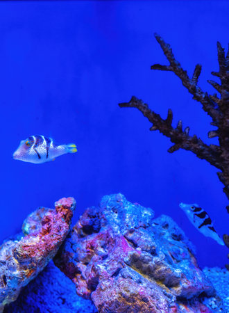 Black-saddled Toby (canthigaster valentine) on a tropical coral