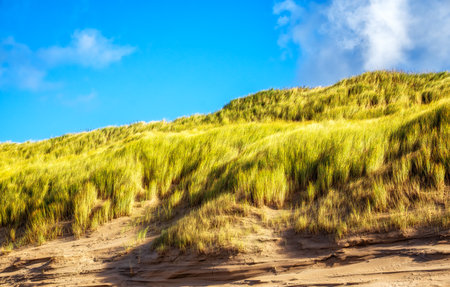 Sand dune with marram grass, The Netherlandsの写真素材