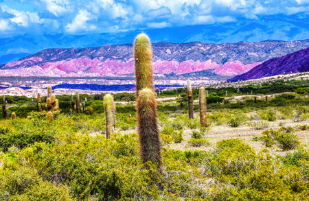 Los Cardones national park, Salta, Argentina, South Americaの写真素材