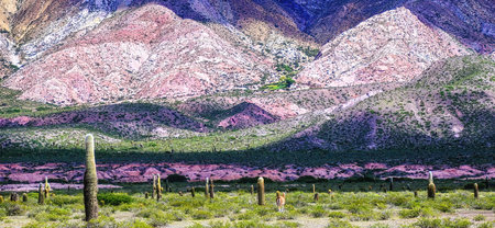 Los Cardones national park, Salta, Argentina, South Americaの写真素材