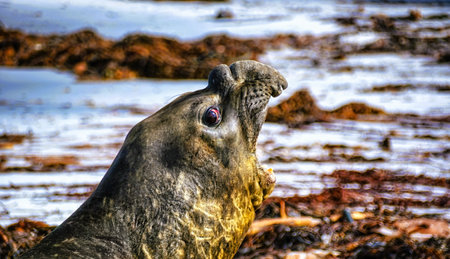 Southern elephant seal (Mirounga leonina) roaring, Sea Lion Island, Falkland Islandsの写真素材