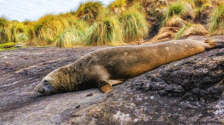 Southern Elephant Seals (Mirounga leonina)  on a rocky beach on Sealion Island in the Falkland Islands.の写真素材