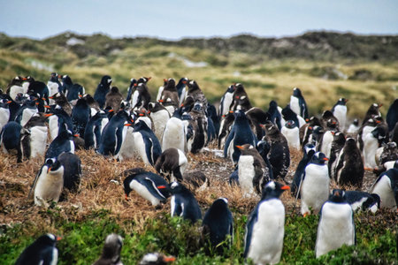 Gentoo Penguins (Pygoscelis papua) colony on Sea Lion Island in the Falkland Islands.