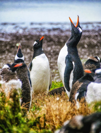 Gentoo Penguins (Pygoscelis papua) colony on Sea Lion Island in the Falkland Islands.の写真素材