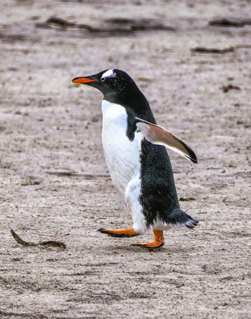 Gentoo Penguin (Pygoscelis papua) colony on Sea Lion Island in the Falkland Islands.の写真素材