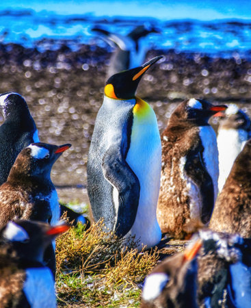 King Penguin (Aptenodytes patagonicus) on a windy day on the coast of Sea Lion Island in the Falkland Islands. Gentoo penguin passing in the background.の写真素材