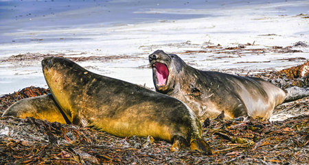 Female Southern Elephant Seal (Mirounga leonina)  on Sea Lion Island in the Falkland Islands.の写真素材
