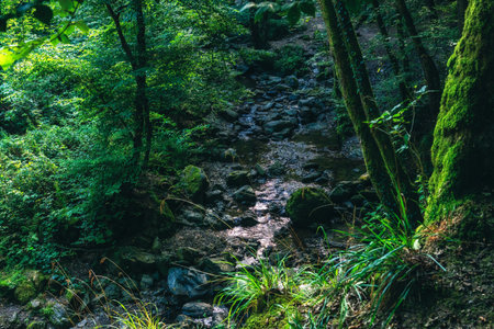 the valley of Ninglinspo, which is classed as an outstanding heritage area of Wallonia. The stream...