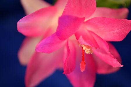 Pink flowerの写真素材