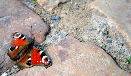 Butterfly HDRの写真素材