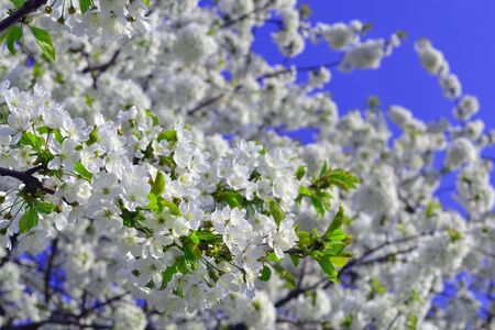 Flowers - spring tree - green leafsの写真素材