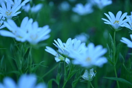 Flower on blueの写真素材