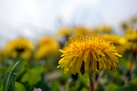 Dandelionの写真素材