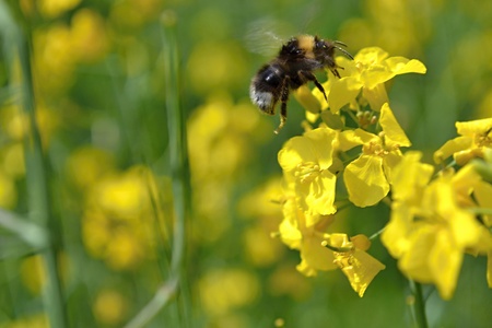 Flying humblebee