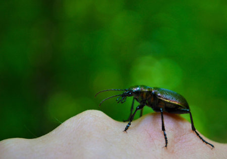 Beetleの写真素材