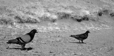 pigeons - black and whiteの写真素材