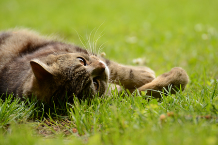 The catの写真素材