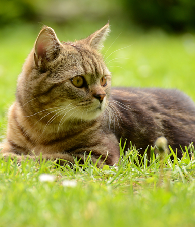 Resting catの写真素材