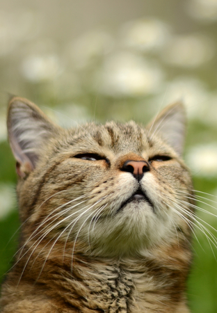 The catの写真素材