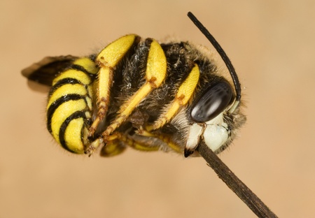 wild bee sleepingの写真素材