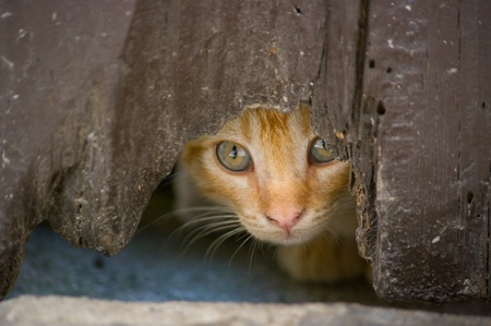 kitten hiding behind an old byの写真素材