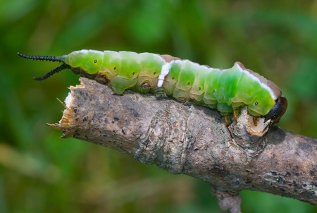 caterpilla mothの写真素材