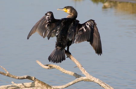 Cormorantの写真素材