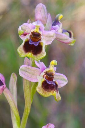 Ophrys tenthredinifera in Spainの写真素材