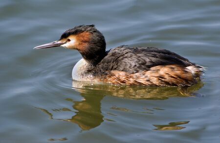 Grebeの写真素材