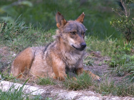 Wolf