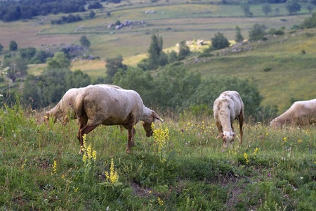 pastoral lanscapeの写真素材