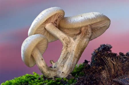 Mushrooms and autumnの写真素材