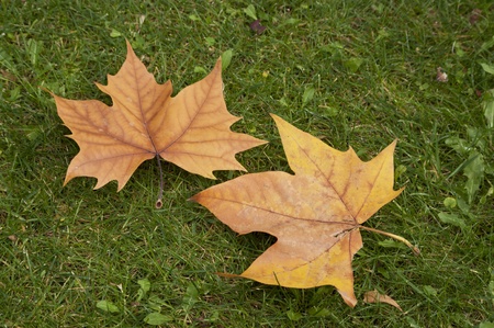 leaves in autumn