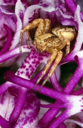 spider hidden in a beautiful orchidの写真素材