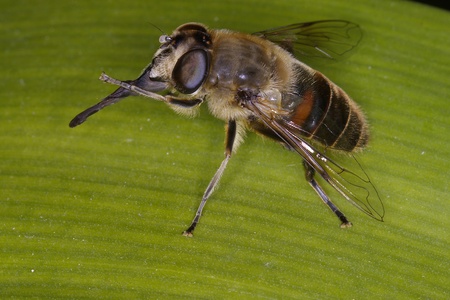 Eristalis tenax Macro of the hoverfly