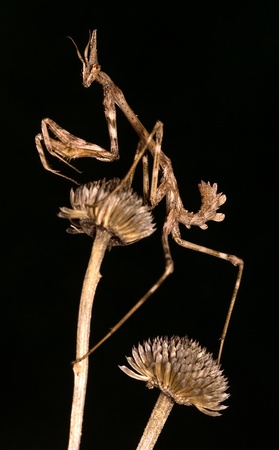 Empusa pennata Closeup of the small predator