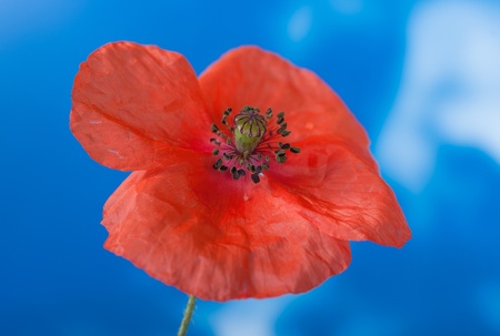 poppy closeupの写真素材