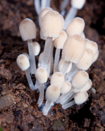 Macro of the mushroomsの写真素材