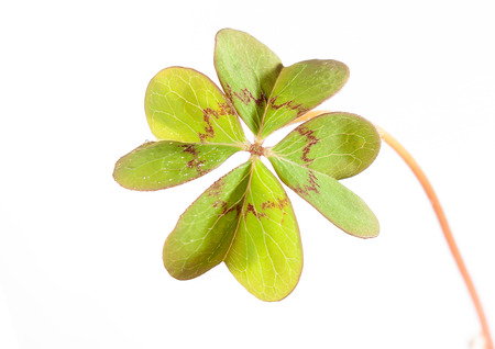 four leaf clover 