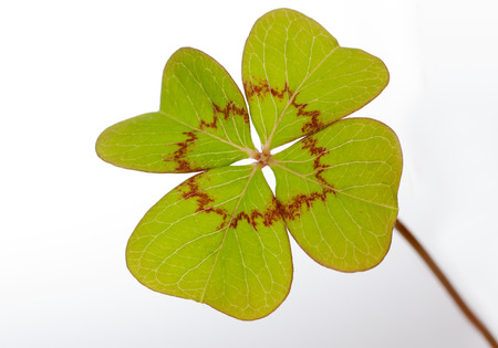 four leaf cloverの写真素材