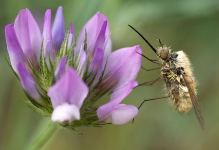  Bee fly (Bombylius major) sitting on an flower