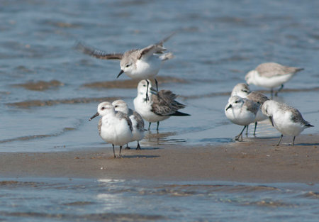 Sanderling (Calidris alba) in the P.N of Deltebre.Catalonia.Spain
